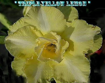 (image for) Adenium Obesum \'Triple Yellow Lemon 2\' (5 Seeds)